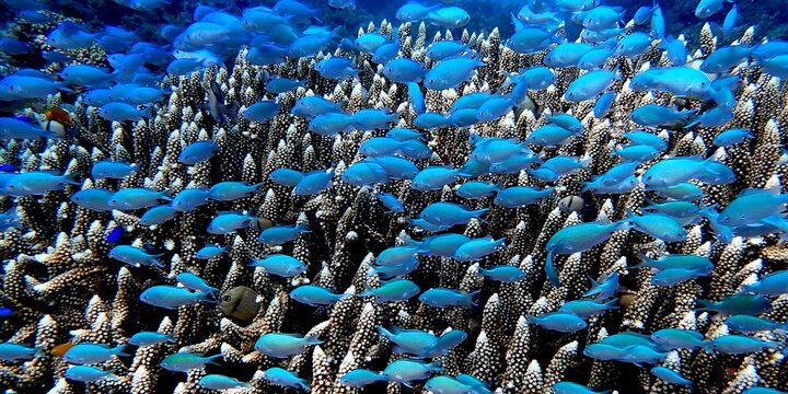 Philippines sea life