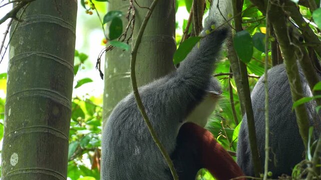 Close up shot of a Red shanked douc langur rests on a tree branch amidst the lush environment.