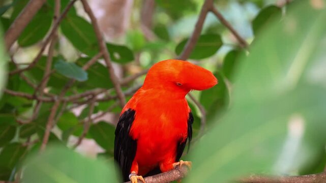A male Andean cock-of-the-rock (Rupicola peruvianus) perches on a branch under the lush canopy, looking curiously around its surroundings, close up shot.