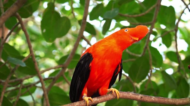 Close up shot of a male Andean cock-of-the-rock (Rupicola peruvianus) perches on a branch under the lush canopy, looking curiously around its surroundings.