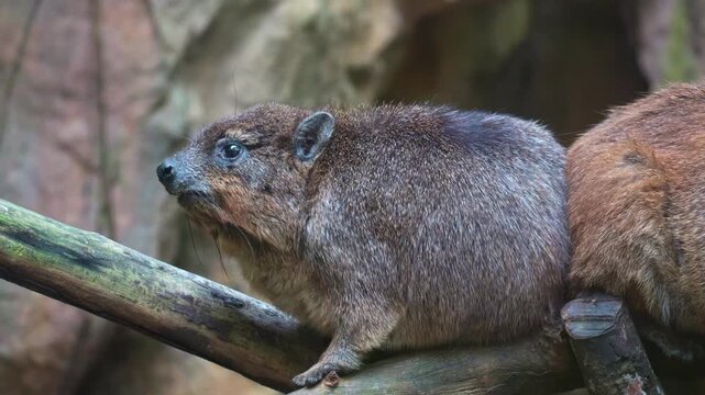 Close up shot of a Rock hyrax (Procavia capensis) perches on a rock, scratching the body with its back foot.