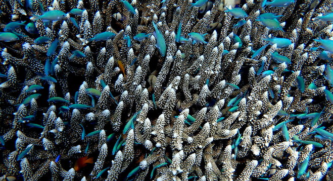 Philippines sea life