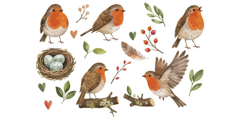 watercolor cute robin bird collection © dian's