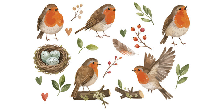 watercolor cute robin bird collection
