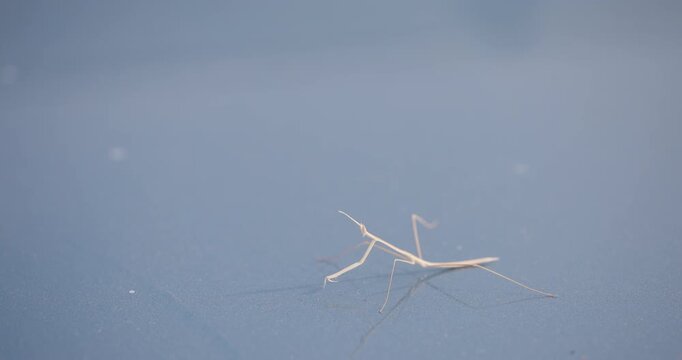 Indian grass mantis moves across a smooth surface, blown by the wind and mimicking a dried grass strand.