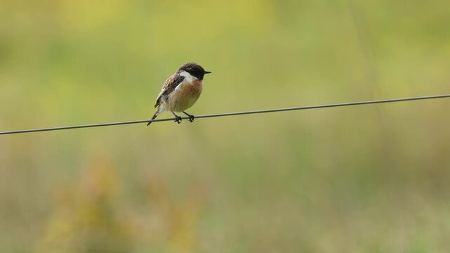 A European Stonechat on a fence