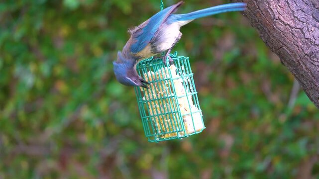 California Scrub Jay feeding at a Suet feeder in California.