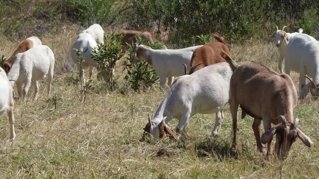 Sheep and Goats are used ahead of fire season in California to reduce vegetation.