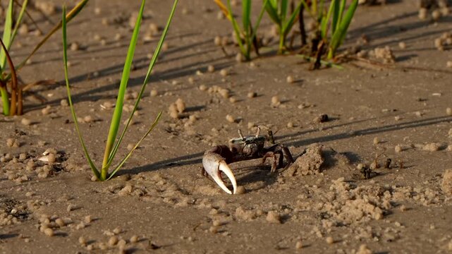 Male fiddler crab in a waving courtship display