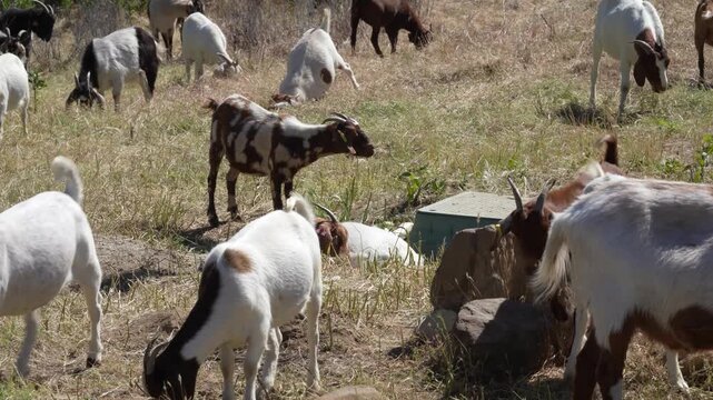 Sheep and Goats are used ahead of fire season in California to reduce vegetation.