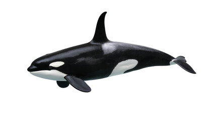 Orca Killer Whale Black and White Marine Mammal © Paula