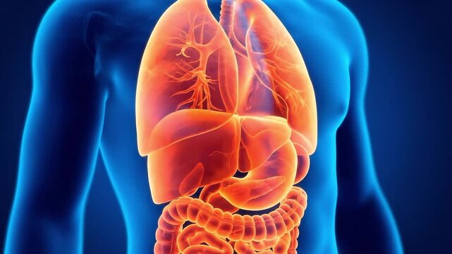 3D medical illustration of human internal organs including lungs and liver. Suitable for medical education, healthcare, biology, and research.