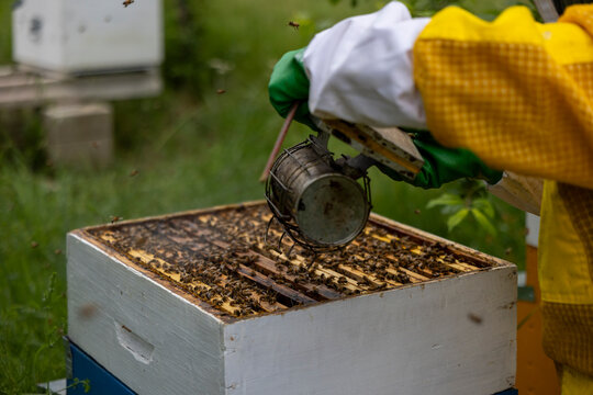 Beekeeper in yellow suit using vintage metal wire-cage smoker over open white Langstroth hive box densely covered with European honeybees during garden apiary inspection