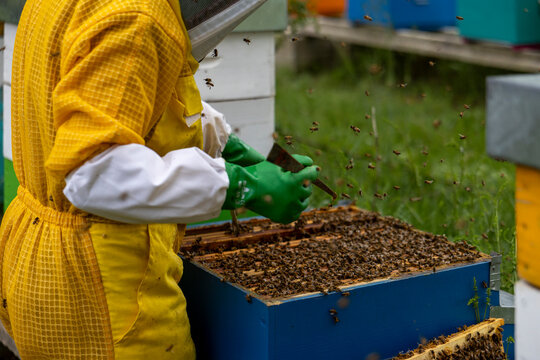 Beekeeper in yellow protective suit using hive tool on open blue Langstroth box with dozens of honeybees flying around during active colony inspection in colorful apiary