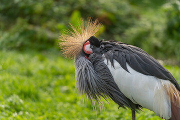 Fototapeta premium Grey crowned crane Balearica regulorum preening, showing crown and facial markings, captive, UK