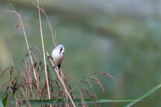 Bearded tit male Panurus biarmicus on reed stem, open reedbed habitat, UK