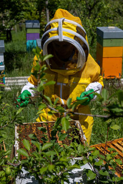 Beekeeper in yellow protective suit using hive tool on open Langstroth box surrounded by colorful purple teal and orange beehives in lush green garden apiary 