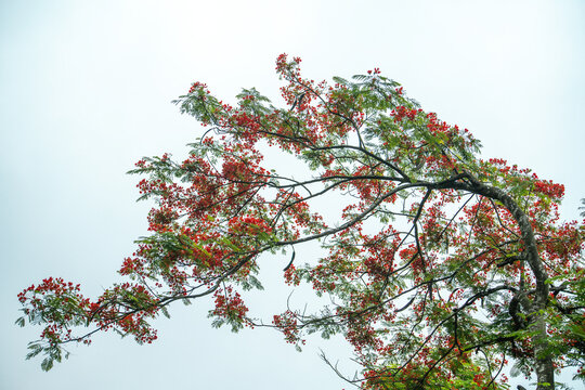 Royal poinciana tree with vibrant red flowers blooming against a bright, overcast sky, showcasing the delicate fernlike leaves and spreading branches