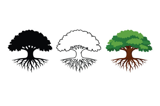 Oak Tree with Visible Roots Vector Icon Set Featuring Three Styles: Black Solid Silhouette, Thin Line Art Outline, and Full Color Illustration for Nature, Environment, Growth, and Life Concepts