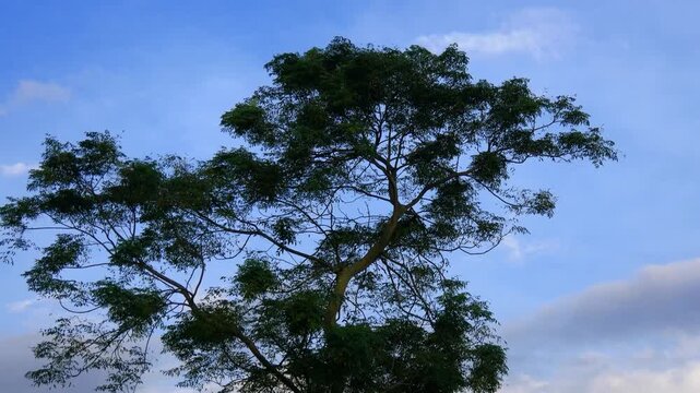 Parrots and Crows Flying Around a Large Green Tropical Tree Against Blue Sky and Clouds