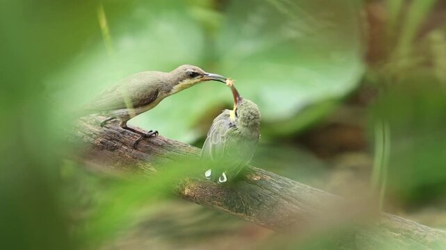 Olive-backed Sunbird 