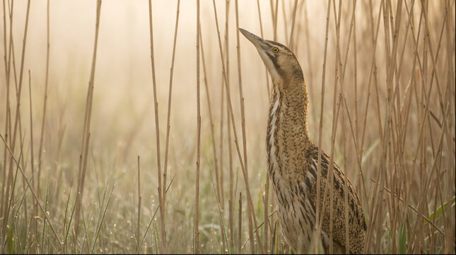 Eurasian bittern hiding in tall reeds at golden dawn
