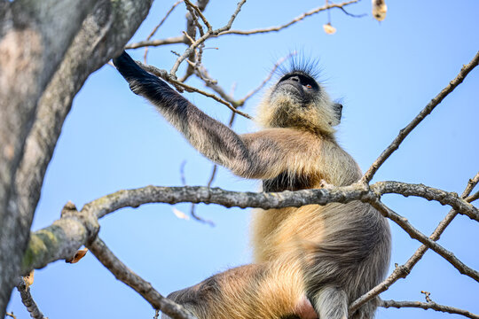Semnopithecus Monkey Looking Upward in Natural Arboreal Habitat