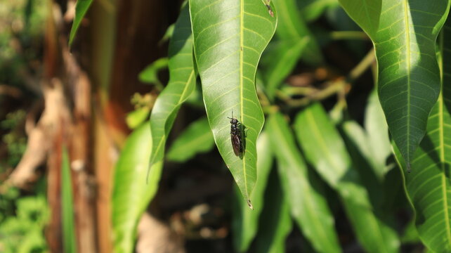 A small long black insect walks on a green leaf