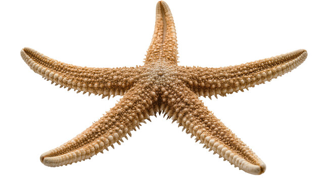 Brown spiny starfish with five arms