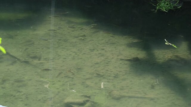 Black tilapia fish fry swim in a shallow pool