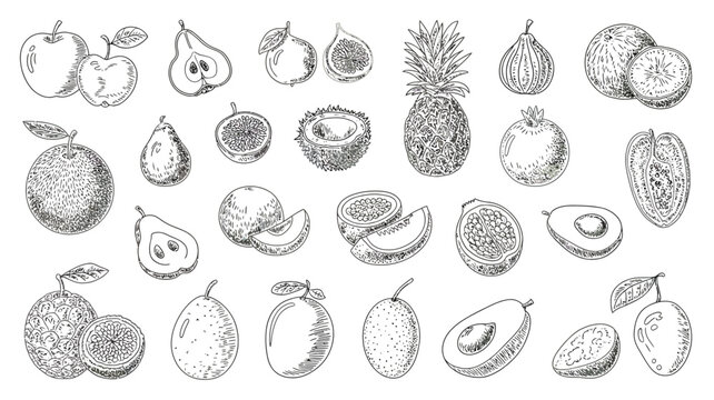 Collection of hand drawn fruit sketches including apples pears pineapples and citrus on a white background