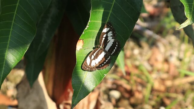 A black butterfly with white spots landed on a grass stalk