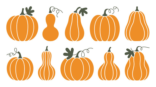 Variety of orange pumpkins and gourds flat vector illustration with stems on white background