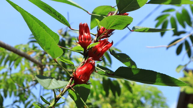 Red rosella flowers appear very beautifully in the garden