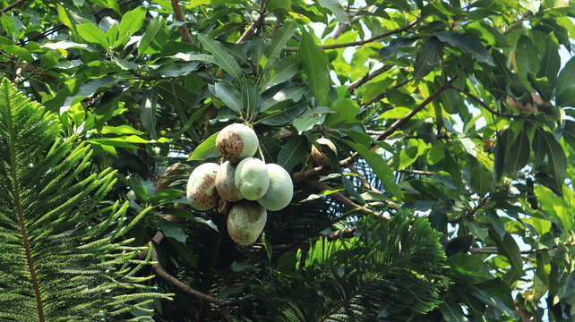 A bunch of green mangoes hanging on a tree were attacked by a disease so that their skin had brown spots