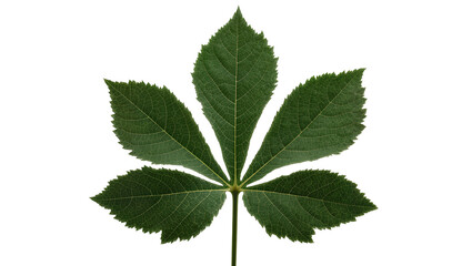Green palmate leaf with serrated edges and visible veins © Paula