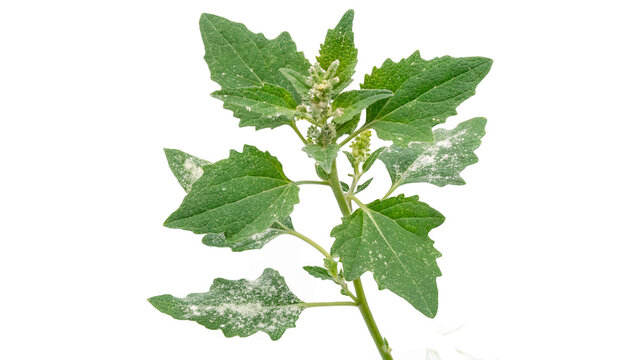 Green fresh leaves of lambsquarters plant chenopodium lebeda isolated on transparent background