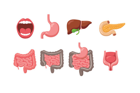 Human Digestive System Anatomy Vector Icon Set featuring Gastrointestinal Tract Organs like Stomach, Liver, Pancreas, Intestines, and Mouth in a Simple Flat Illustration Style for Medical Design