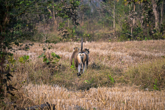 Pair of Semnopithecus Monkeys Exploring Natural Grassland Environment