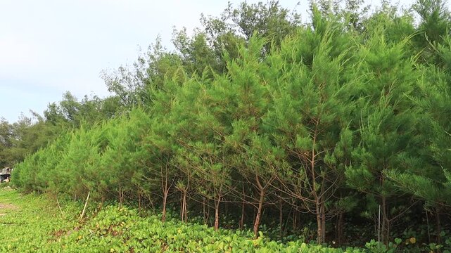 A row of young pine trees planted as windbreakers on the north coast of Tuban, East Java, Indonesia, moves in the wind.