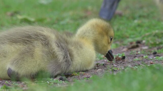 Canada Goose (Branta canadensis) young gosling in closeup eating grass and weeds  near an adult in the background. May, Kent, UK [Slow motion x4]