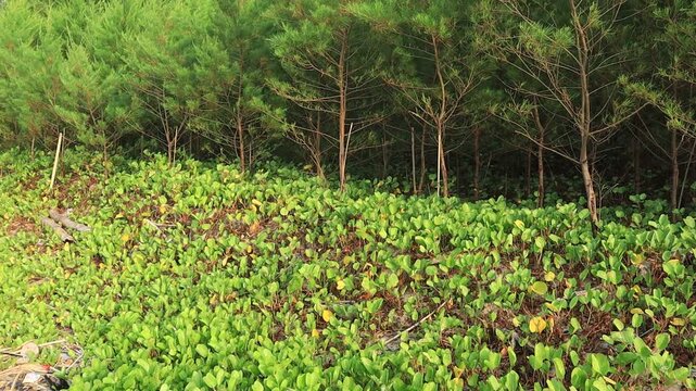 Ground cover shrubs growing under wind breaking pine trees on the north coast of Tuban, Indonesia move in the wind