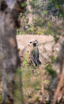 Semnopithecus Monkeys Relaxing in Natural Forest Environment of South Asia