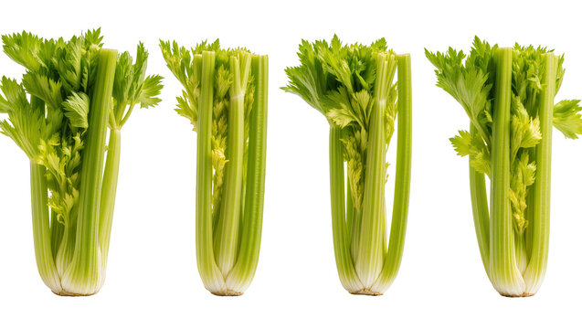 Four fresh celery stalks with green leaves