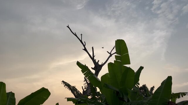 Silhouette of banana leaves and dead tree branches at sunset