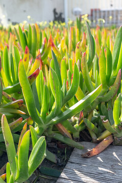 Close up of thick fleshy green leaves of carpobrotus succulent plant on coastal shore. Ground cover vegetation in soft sun light by wooden walkway. Larnaca, Cyprus.