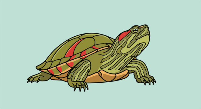 A green turtle with red markings on its shell and head is illustrated