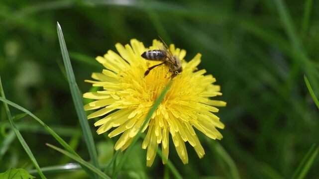 Bee collects nectar on yellow dandelion flower, honeybee on meadow, springtime floral nature with green grass lawn.