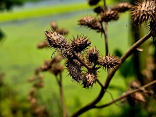 Obraz premium Close-up view of Xanthium strumarium, commonly known as rough cocklebur, common cocklebur, clotbur, or Siberian cocklebur, showing its distinctive spiny burr fruits and wild plant structure. 