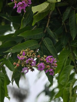 Beautiful blooming flower of Lagerstroemia speciosa, commonly known as giant crepe-myrtle, queen&rsquo;s crepe-myrtle, banab&aacute;, pride of India, or jarul. The vibrant petals and lush natural setting